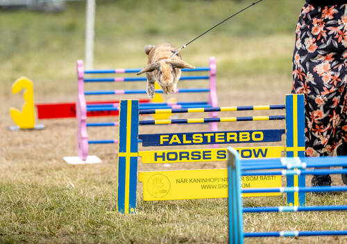 The world's best rabbits take over Falsterbo