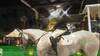 Rodrigo Pessoa with Major Tom - CSI 5* Wellington 2025 - Round 1